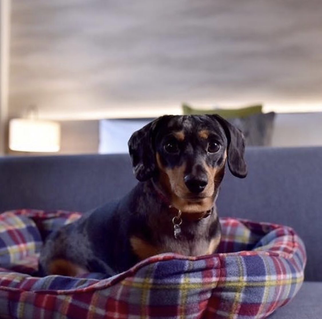 S00zieG's tweet photo. Welcome to the @ihg family Staybridge Dundee my first #sbs opening a special place in my heart this one. My great great grandfather traded jute from this mill to Calcutta in 1818. He lived just down the street  #Staybridge #morehomethanhotel #hotelindigo #dogfriendly https://t.co/3sHfGegDqc