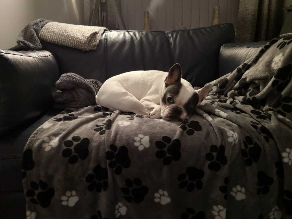 IggyBFrenchie's tweet image. 