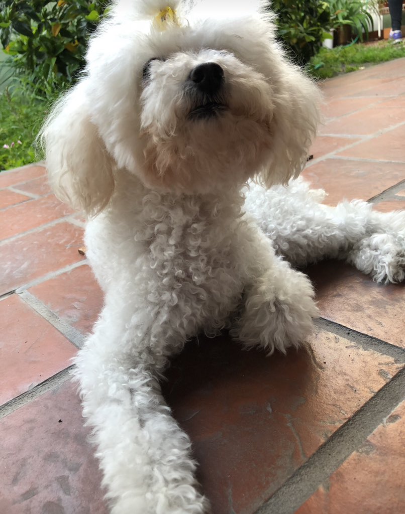 iLeeflor's tweet photo. Nadie abrió hilo de sus mascotas y necesitaba hacerlo 🐶🐱 https://t.co/vyyvwjPIx0