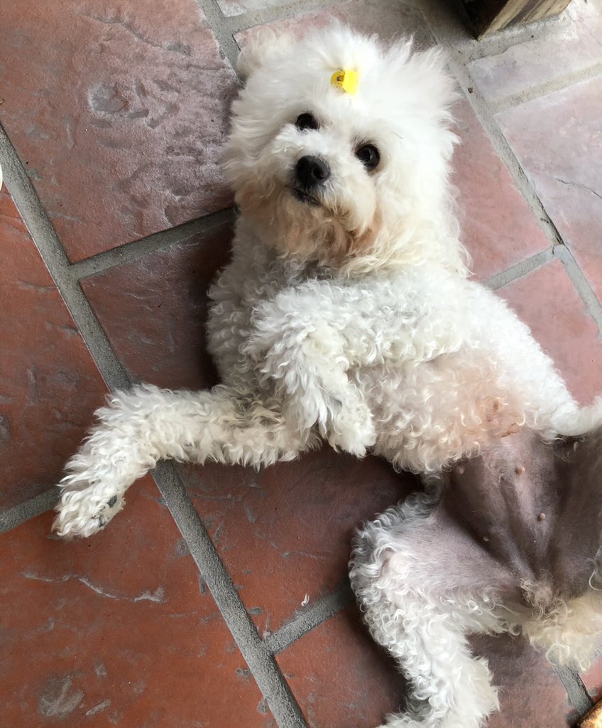 iLeeflor's tweet photo. Nadie abrió hilo de sus mascotas y necesitaba hacerlo 🐶🐱 https://t.co/vyyvwjPIx0