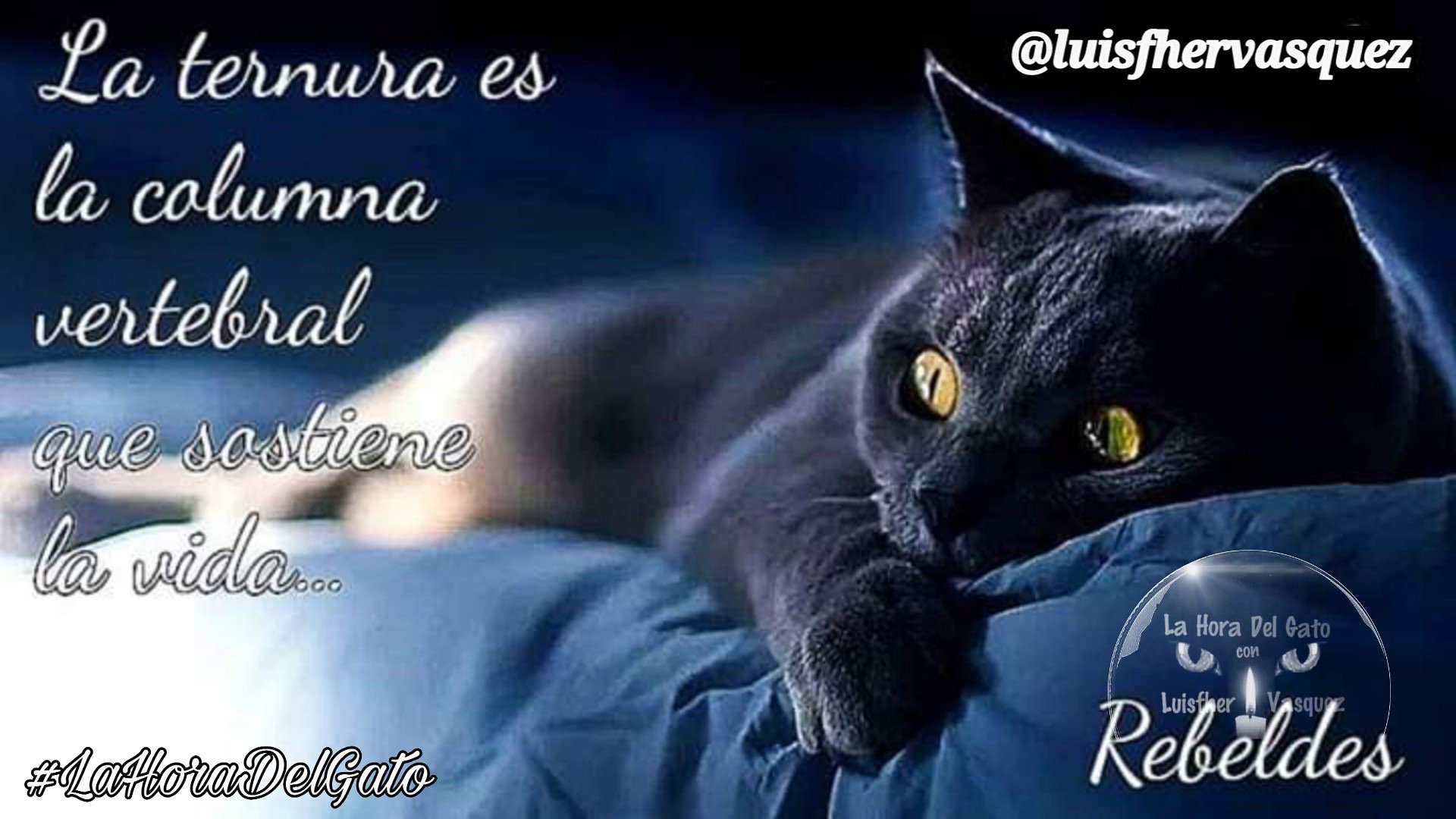La Hora Del Gato on Twitter: La Hora Del Gato on Twitter: