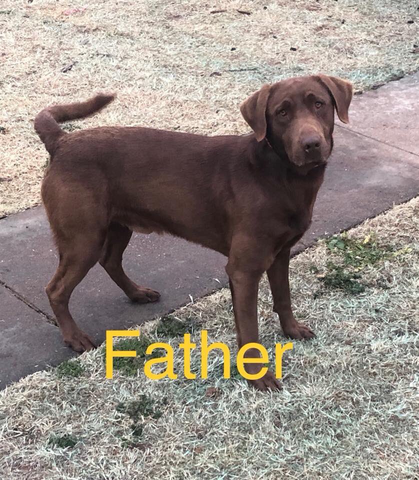 theKylarAyn's tweet photo. Full blood Chocolate labs for sale!! Just in time for Valentine’s Day!!  Both mom and dad are excellent hunters! DM me if you want details!! 6 female 5 male! #socute #huntingdogs https://t.co/DzMmyVrK12