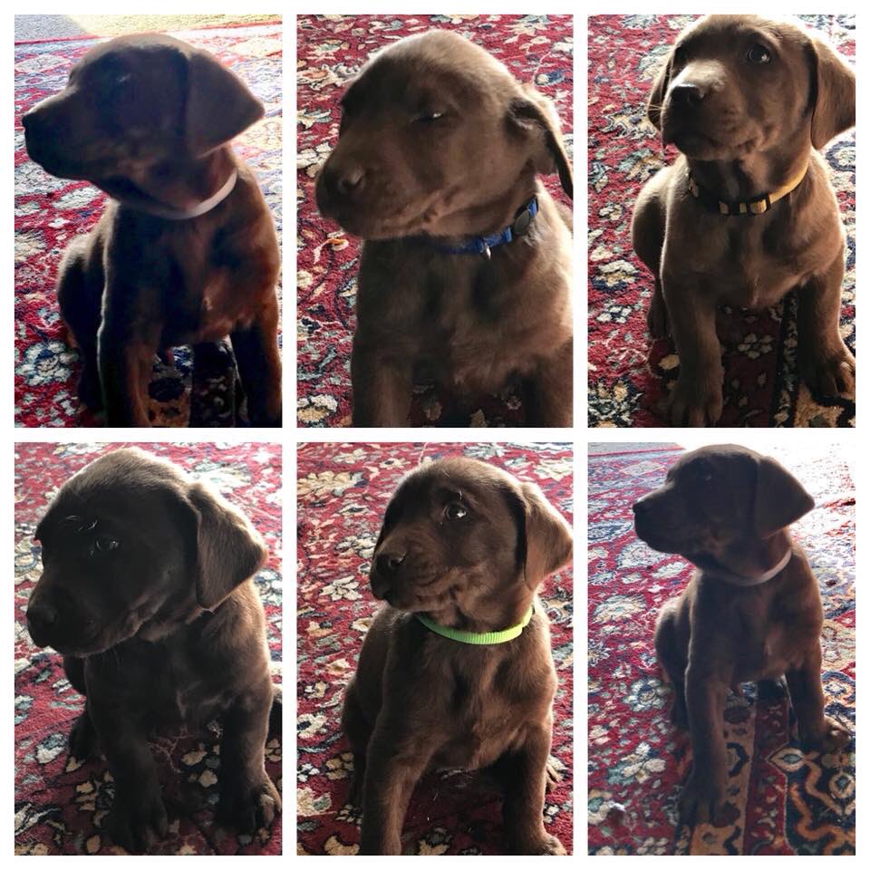 theKylarAyn's tweet photo. Full blood Chocolate labs for sale!! Just in time for Valentine’s Day!!  Both mom and dad are excellent hunters! DM me if you want details!! 6 female 5 male! #socute #huntingdogs https://t.co/DzMmyVrK12