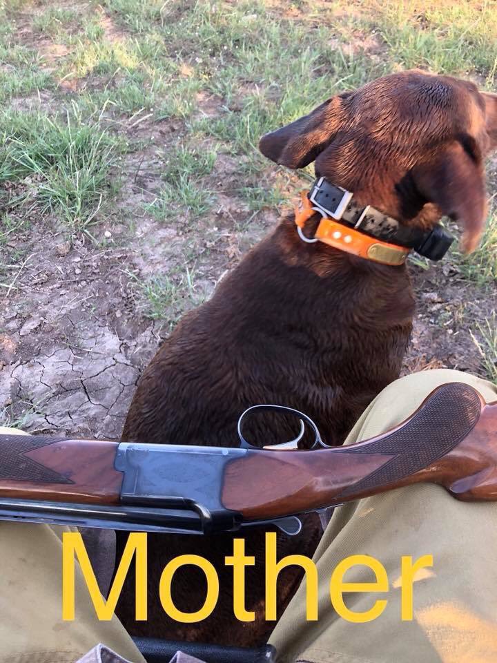 theKylarAyn's tweet photo. Full blood Chocolate labs for sale!! Just in time for Valentine’s Day!!  Both mom and dad are excellent hunters! DM me if you want details!! 6 female 5 male! #socute #huntingdogs https://t.co/DzMmyVrK12