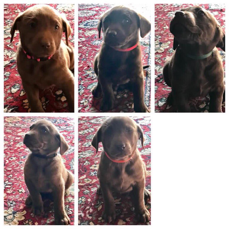 theKylarAyn's tweet photo. Full blood Chocolate labs for sale!! Just in time for Valentine’s Day!!  Both mom and dad are excellent hunters! DM me if you want details!! 6 female 5 male! #socute #huntingdogs https://t.co/DzMmyVrK12