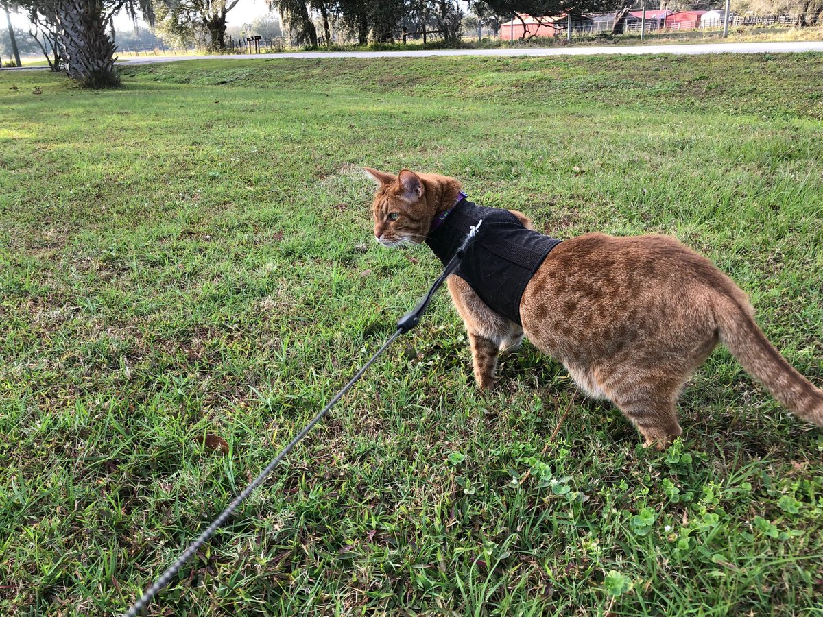 Savannah Rose in the wild. #kitty #vanlife #travel #florida #rvhomeontheroad.com