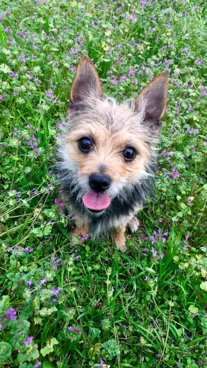 Emilyyy016's tweet photo. To anyone having a bad day, enjoy these pictures of Luna💕 https://t.co/5WfnSyFcQ5