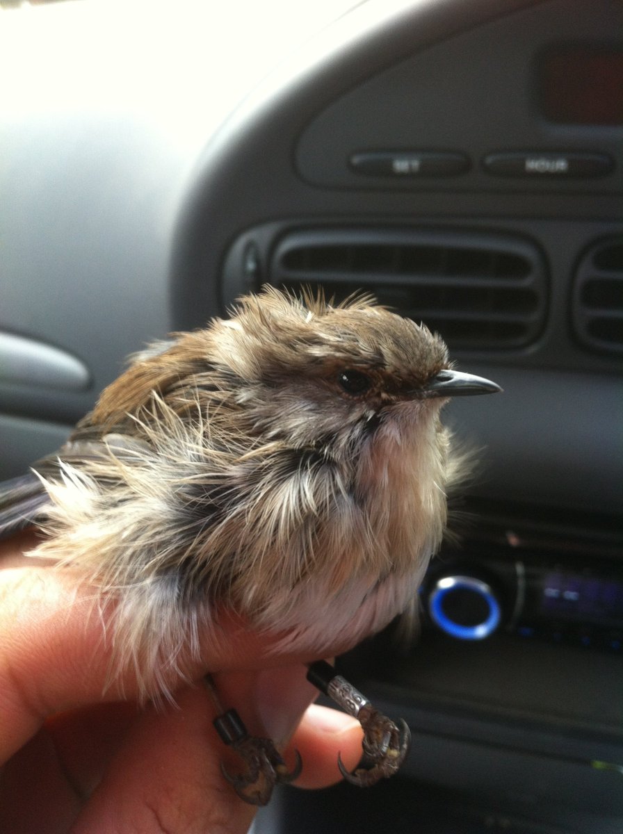 As ecologists, we're supposed to be objective and not play favourites—but I've always had a favourite fairy-wren.

This is NSMN, who returned from the dead to capture my heart. Embarrassingly, he got more words in my thesis than my supervisors or my mum.

lateralmag.com/columns/field-…