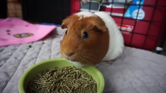 GuineaDad's tweet image. Staring contest on a whole another level #whileeating #talented #dumpling😲
___
GuineaDad, helping piggies live their lives to the fullest 
___
#guineadad #guineapig #guineapigsofinstagram #guineadadliner #guineadadnourish bit.ly/2Govf4J