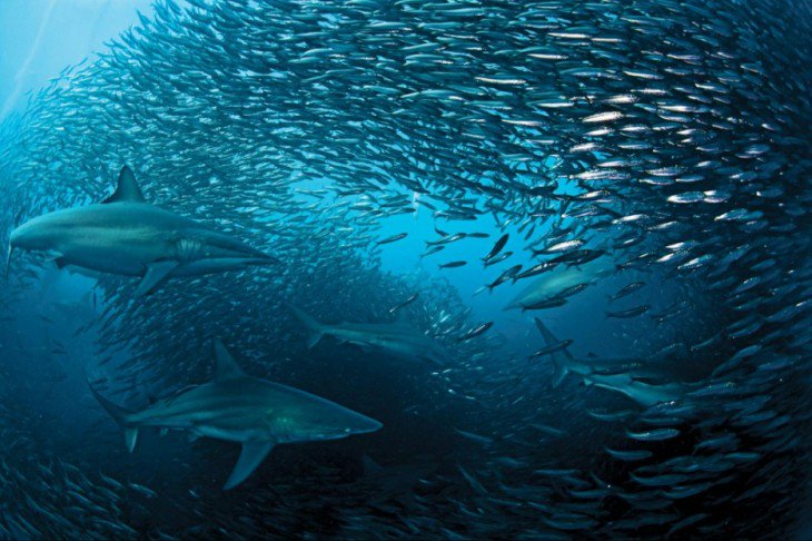 Insopesca's tweet photo. #SabíasQue La veda permite la preservación de la vida de las distintas especies marinas en el planeta.
#Veda #LeyDePescaYAcuicultura #YoSoyPuebloPescador #MPPPA #Pesca #Acuicultura #Fishing #MisiónTransporteParaELPueblo https://t.co/chRERR3d2O