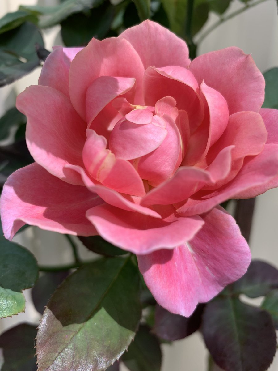 PhilJBarker's tweet photo. Dear Twitter. This is a rose that bloomed on a bush we planted in our garden. You’re welcome. #rose #bloom #gardenpics @jaydebalderston https://t.co/8mo3Wr27Np