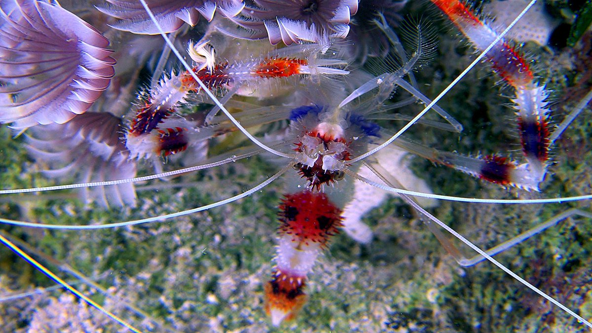 The ocean really is a visual feast that we must work to protect! Comment below with your favorite sea creature and tag a friend to participate! 🐟🐬🐳🦈🐡 We like this banded cleaner shrimp all the way from the Bahamas! #WondersoftheSea3D
