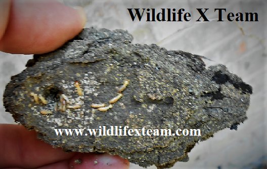 Are you bugging out about the creepy crawlies in you basement or attic? Don’t let them cause anymore damage than they have, let our professionals at Wildlife X Team send your unwanted guests packing. Find a location at wildlifexteam.com.