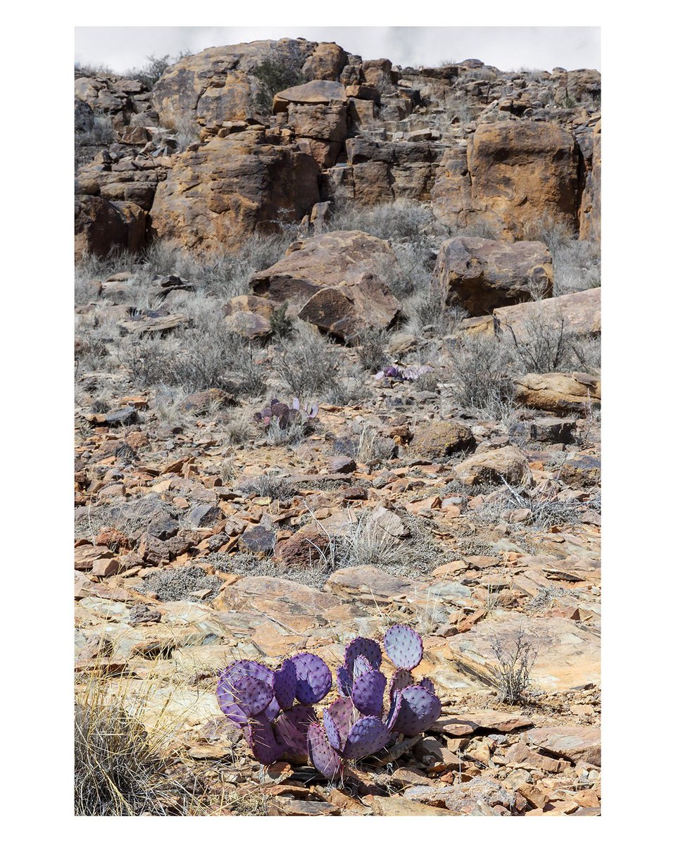 Finding inspiration in West Texas. My new happy place 💜

#westtexas #desertbeauty #inspiration #purplecactus #davismountains #highdesert #nearmarfa #sherrygriffinphoto