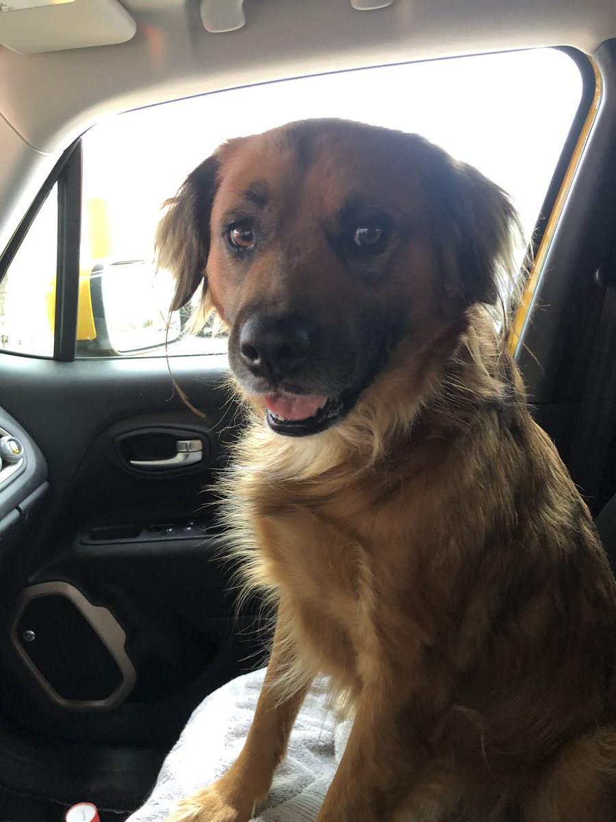 sunnyband's tweet photo. Anyone know of a dog agent? Because this sweet boy can smize like no other! 🥰🐶💙🤪 #charliebarkley #dogagent https://t.co/Lb7HQsZbiG