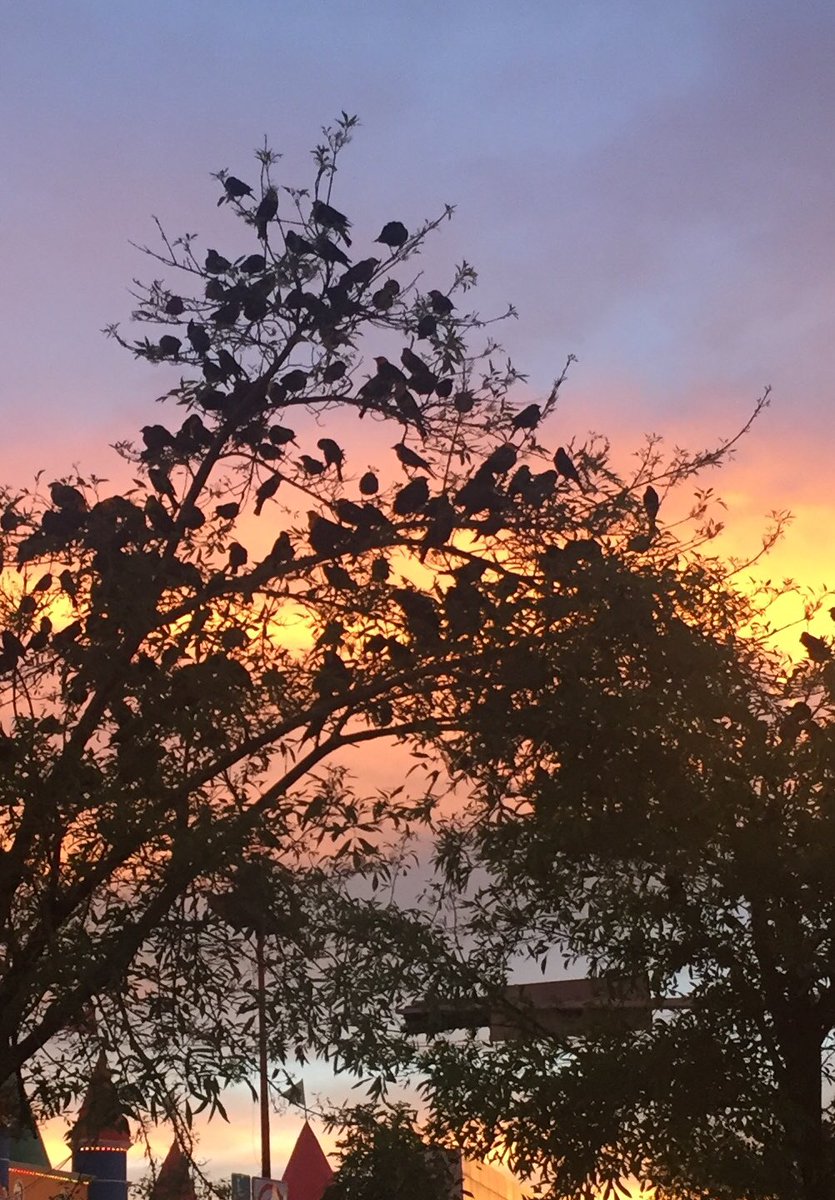 HECTORMPARTIDA's tweet photo. #Durango y sus atardeceres...#hoy #cielobello https://t.co/PXsWSQ3387