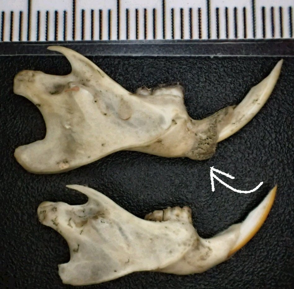 Check out the diseased bone in this rat jaw around the incisor! 🐭 

Ouch! 

It may have contributed to how this rat became prey for an owl! 🦉

#owls #rat #rodent #owlpellets #taphonomy #paleontology
