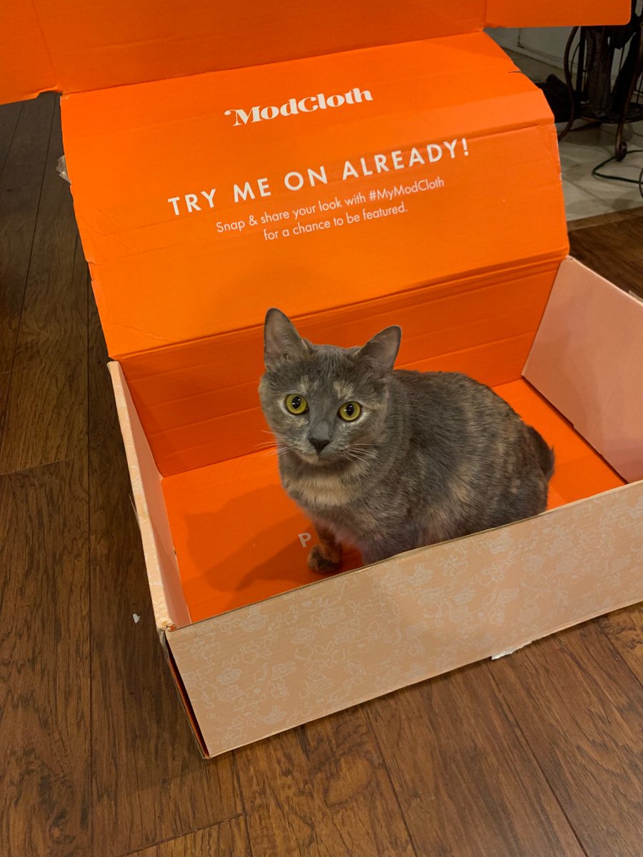vpack87's tweet photo. I didn’t even get all the clothes out of my @ModCloth box when my cats started using as a toy. #ModBoxKitty https://t.co/DVE6NgzwW5