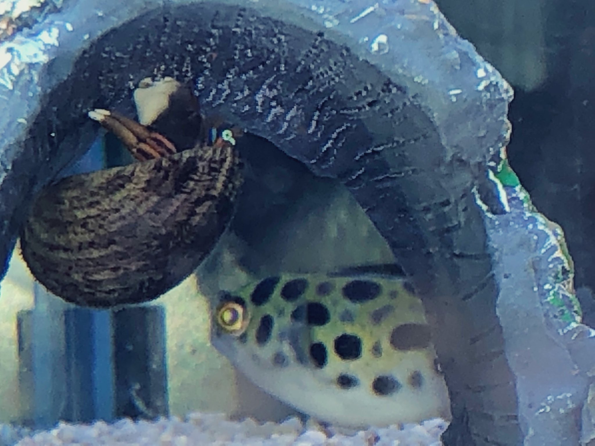 和楽家 ミドリフグたち Twitter