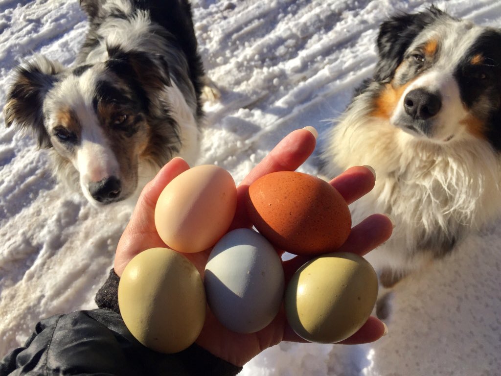 MountainManAron's tweet photo. Told the wife I wanted the #chickens to lay #camo colored eggs. She rocks at #chickengenetics! #EasterEggs everyday! https://t.co/fM4iVg8ul4