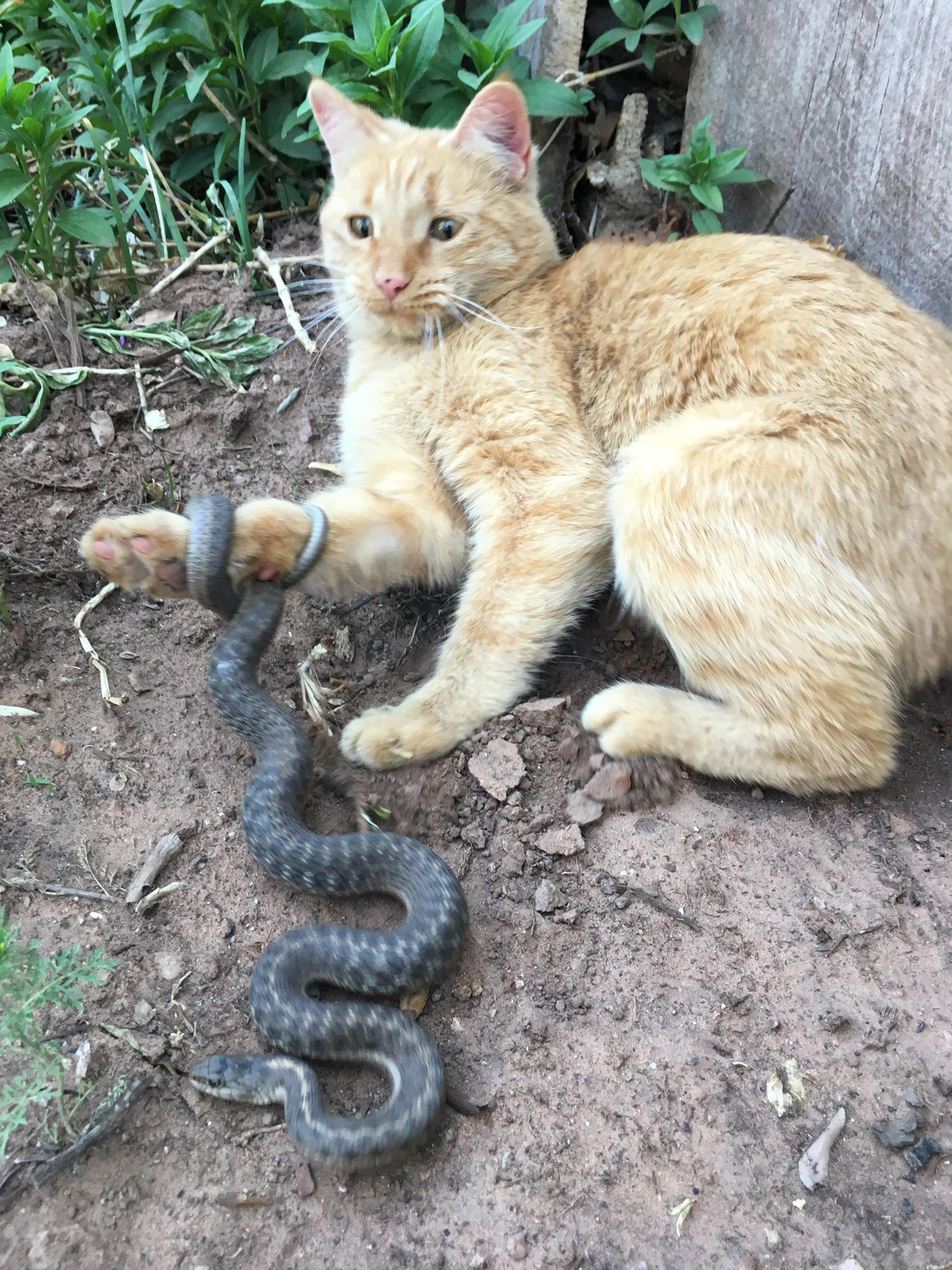 Кошки и змеи