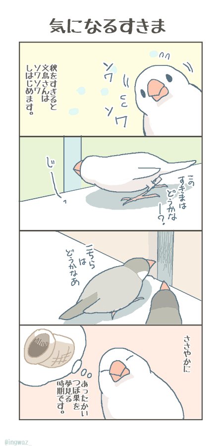 すきまの気になる季節です。

#buncho #javasparrow #文鳥 