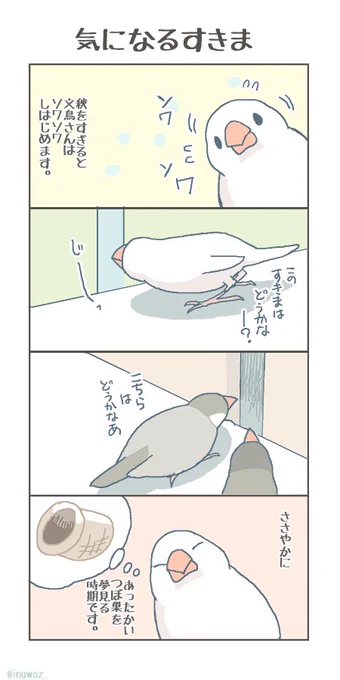 すきまの気になる季節です。

#buncho #javasparrow #文鳥 