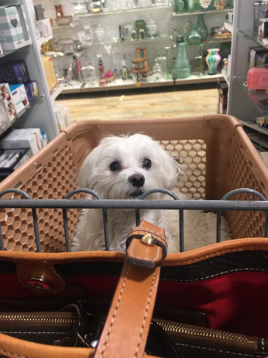 PuppyCapone's tweet photo. At Homegoods with Grandma &amp; Mom. #tbt #Xmas2017 https://t.co/F33vtFbVOu