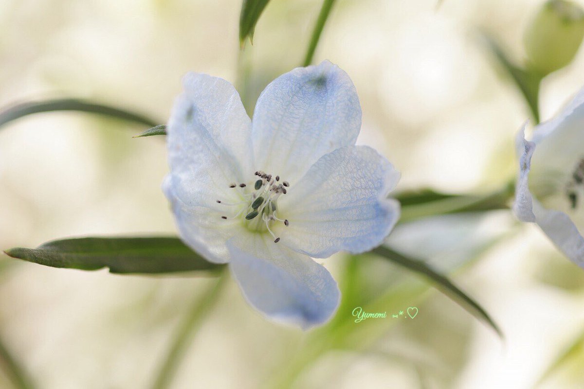 夢美 Ar Twitter デルフィニウム 花言葉 清明 高貴慈悲深い愛 あなたは幸福をふりまく 細い茎からのびる沢山の青い花の姿には 幸福をふりまくという言葉がよく似合います 未来の幸せを祈る気持ちから デルフィニウムは花嫁のブーケに