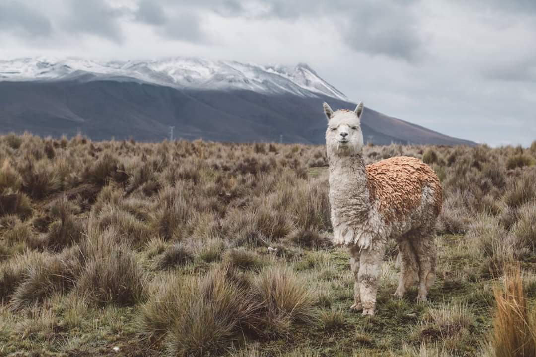 P é r o u 🇵🇪

Direction la Réserve de Salinas y Aguada Blanc 🚌
La route est longue mais ce trajet est un véritable spectacle naturel ! Les paysages sont très variés, entre canyons, montagnes arides, terrasses agricoles, petits villages et troupeaux d'alpaga 🦙 
<a href="/TerraGroup1/">Terra Group</a>