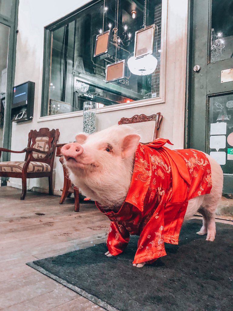 Christopher the Pig tweet media