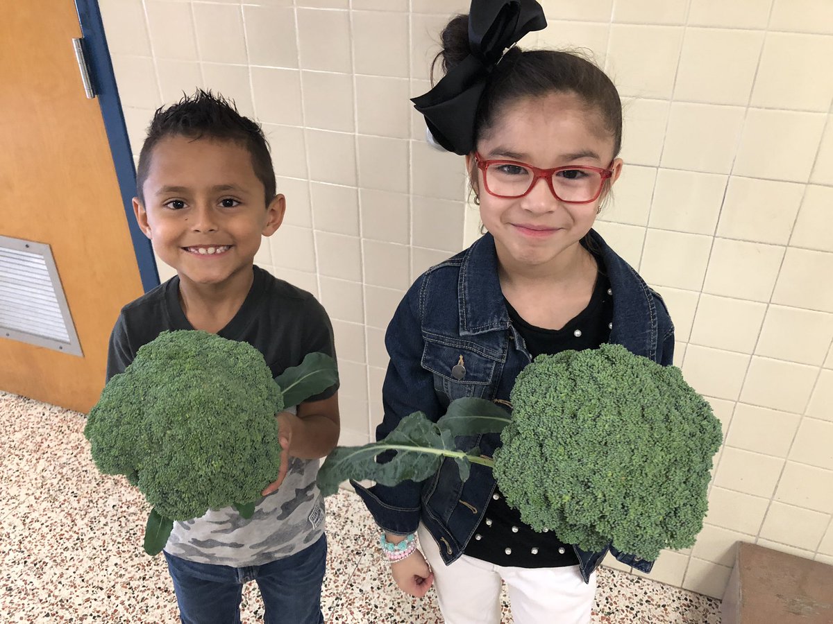 whitmaupin's tweet photo. Harvested and tried our broccoli today! We also decided to eat a pineapple and see if we can grow our own pineapple bush! Let’s see if we can do it! @EscandonEagles https://t.co/ElJ8DsoOtR