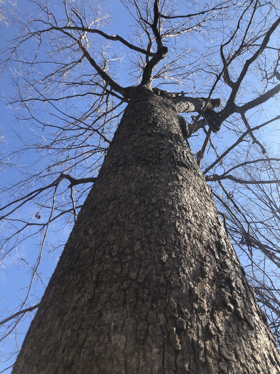 rachel_caldeira's tweet photo. Good to be back. #guardiantree #COR424 https://t.co/KJLcOiSgiS