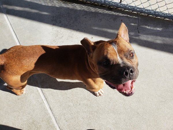 AdoptCCAnimals's tweet photo. Adoptable #Dog #Dinklage_CCSTCA_01 #HappyGoLucky #ShortStack #PocketPibble #BigPersonality #AdoptDontShop #ImSoCute https://t.co/d2ulU3Yxmy https://t.co/ECu6waanFy