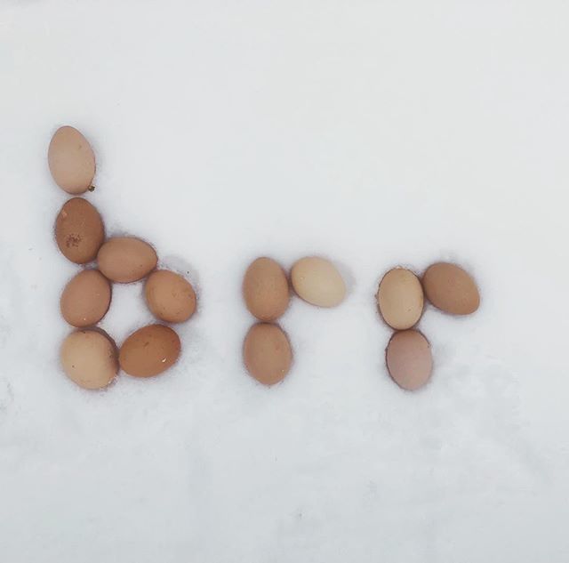 CoopCrate's tweet photo. Anyone else? ๐โ๏ธโค๏ธ๐#eggsofinsta #freerangeeggs #farmfreaheggs #backyardflock #backyardchickens #backyardpoultry #cluckcluck #chickens #eggs https://t.co/T4SatTBa8U https://t.co/JrIzvd2L2Y