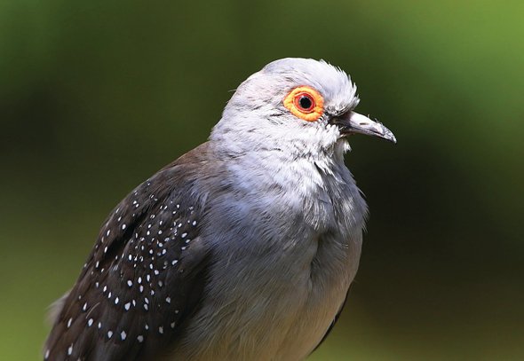 CaraSantaMaria's tweet photo. Did you know?? Modeling the physics of bird jumping is helping engineers make more mobile machines. Story via @jgold85.
#Physics #JumpingBirds #PhysicsModeling #Birds
https://t.co/Ni0Vso0I9a https://t.co/JdBsK56lab