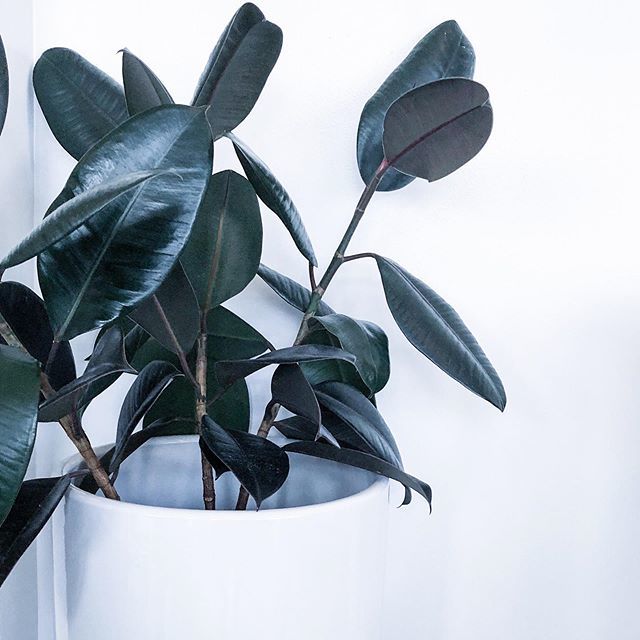 _ashlynharris's tweet photo. Can you make yourself have a green thumb? Because I don’t have an ounce of green in my thumb and I would like to have plants! Lol 🌱 
#designer #simplepleasures #designlife #livecolorfully #palmspringsisbetter https://t.co/IQkux0tngq https://t.co/6dW40IlzIE