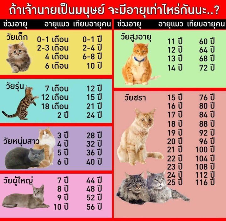 ไอเลิฟหนมแงวเลีย tweet media
