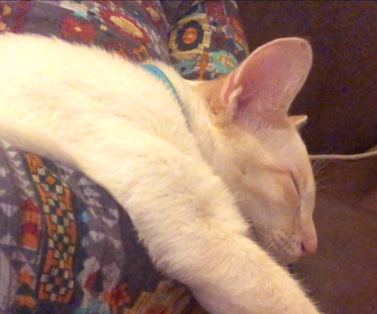 Cheryl__Dick's tweet image. Cat snuggles #purringmachine