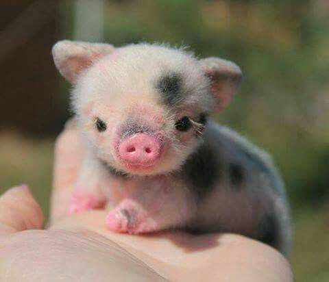 SandyFoxWorld's tweet photo. Happy #LunarNewYear A great year to #GoVegan 
#LunarNewYear2019 #Love #Compassion #Ahimsa #Vegan #vegetarian https://t.co/rYcmhgPT5c