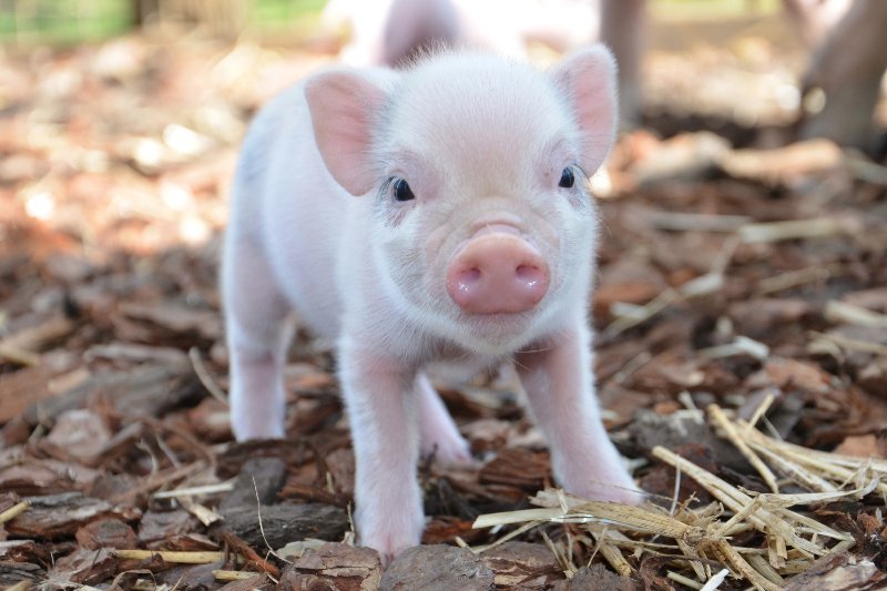 SandyFoxWorld's tweet photo. Happy #LunarNewYear A great year to #GoVegan 
#LunarNewYear2019 #Love #Compassion #Ahimsa #Vegan #vegetarian https://t.co/rYcmhgPT5c