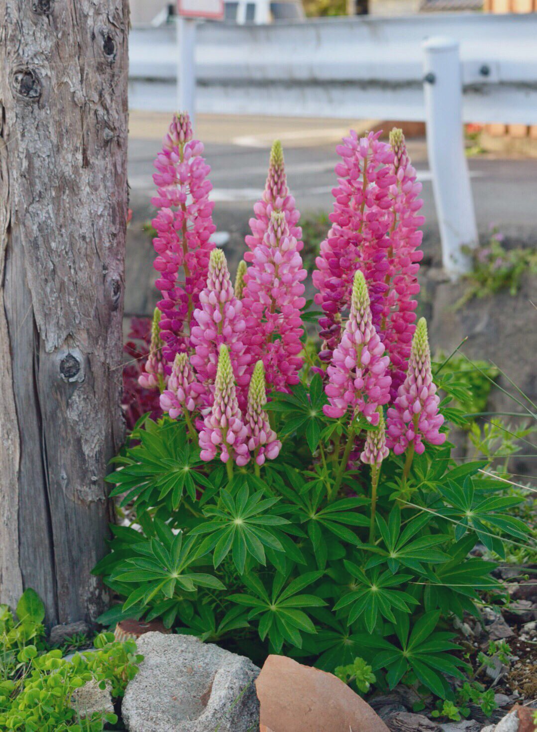 Twitter 上的 わたなべ花壇 入荷速報 当店の農場で栽培されたルピナスの苗が販売開始しました 写真は去年の様子です 1株を花壇に植えていたものが 見事に大株になりました 当店の苗は底力が違います わたなべ花壇 園芸店 ルピナス 自家生産苗 Twitter 上的 わたなべ花壇 入荷速報 当店の農場で栽培されたルピナスの苗が販売開始しました 写真は去年の様子です 1株を花壇に植えていたものが 見事に大株になりました 当店の苗は底力が違います わたなべ花壇 園芸店 ルピナス 自家生産苗