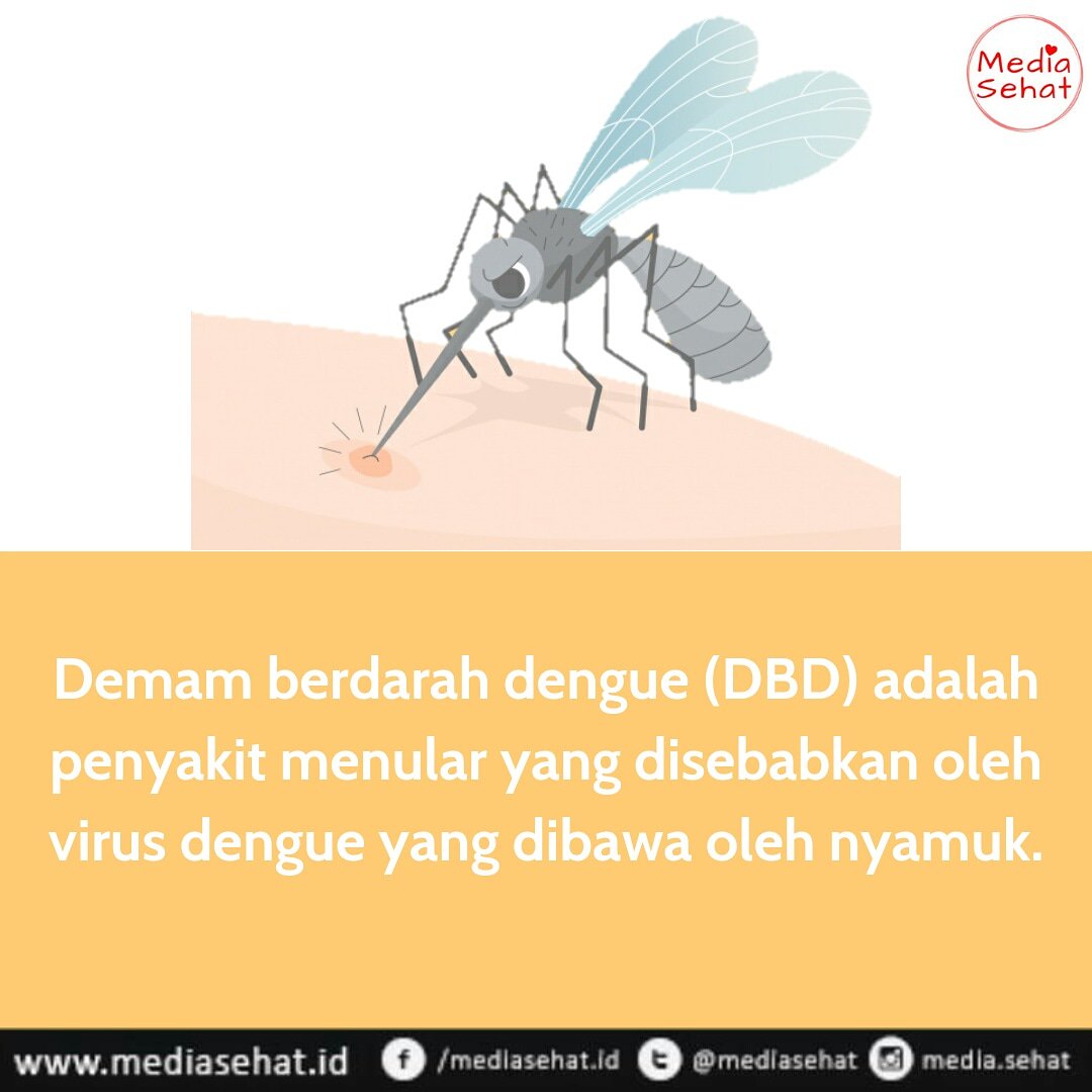 cintatiadadua's tweet photo. Demam berdarah dengue (DBD) adalah penyakit menular yang disebabkan oleh virus dengue yang dibawa oleh nyamuk. Demam berdarah DBD dulu disebut penyakit “break-bone” karena kadang menyebabkan nyeri sendi dan otot di mana tulang terasa retak.
#Mediasehat
#DBD https://t.co/jxY0pehhAx