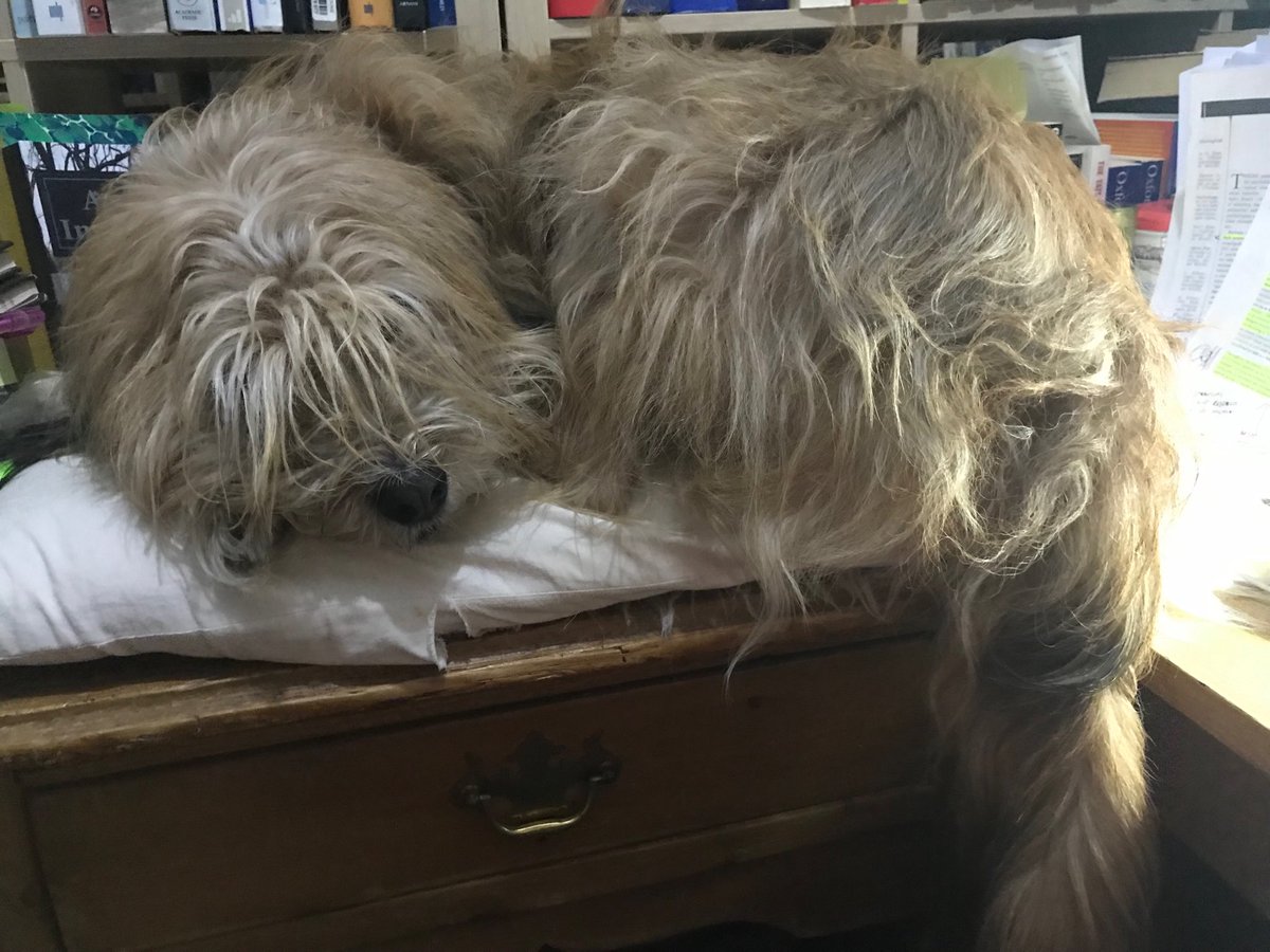 ShepherdsPieDog's tweet photo. When those terriers take your beanbag chair #DesktopAssistant #LookoutLibrary ππ https://t.co/bjUFKk6wos