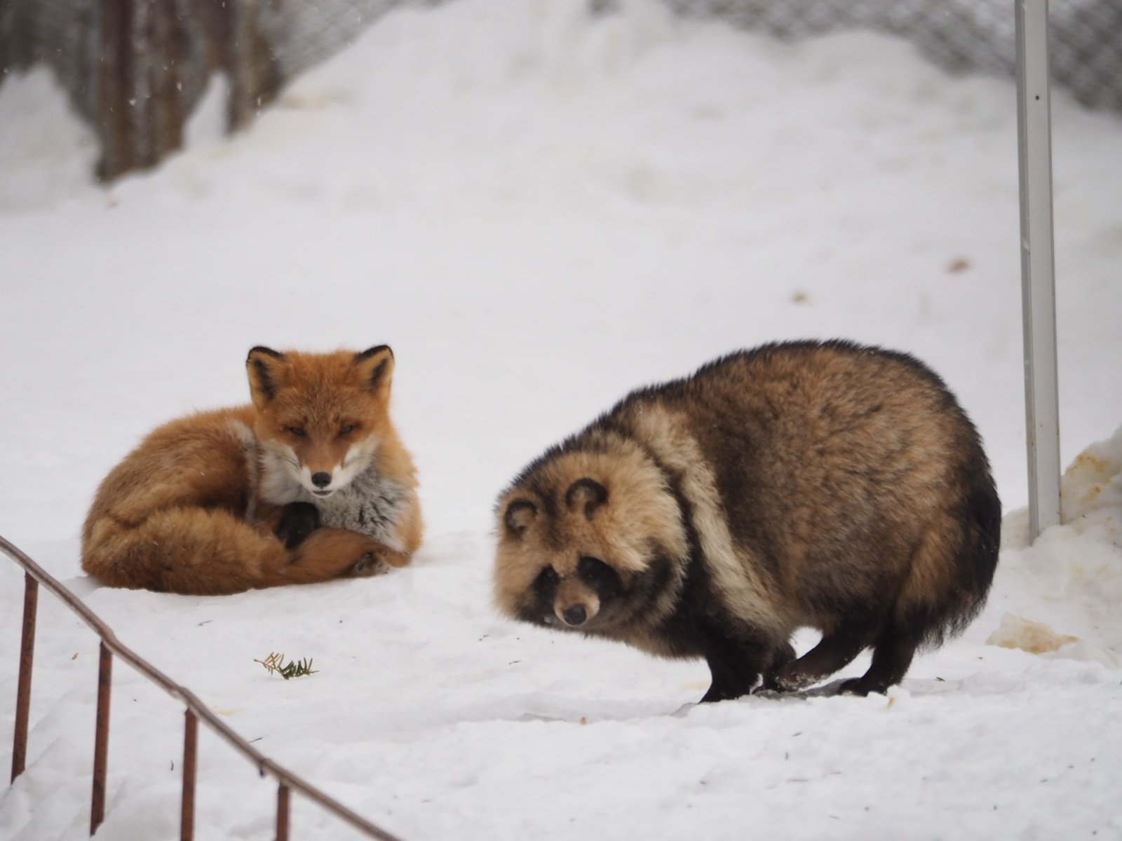 Twitter 上的 たぬきねこ タヌキとキツネ 同じイヌ科の生物です エゾタヌキ キタキツネ 北きつね牧場 T Co Zmhicaq3f9 Twitter