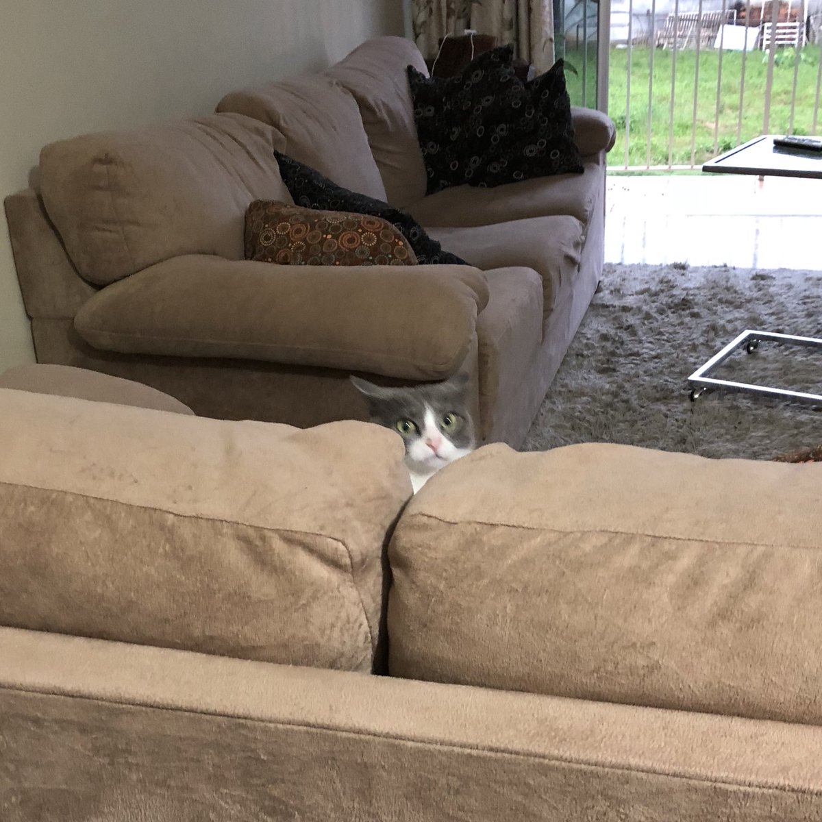 poorly drawn cats tweet media