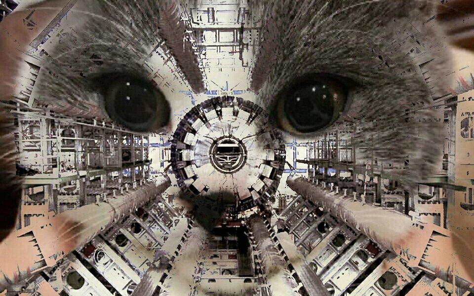 CERNcat's tweet image. #cerncat #cern #cats #catsofcern #purr4cern #quantumphysics #catsOfTwitter #catstagram #catsofinstagram #cats_of_instagram #catsofworld #gatos #gatosdecern #gatosdeinstagram #gatosdelmundo #instacat #instakitten #instacats #instakittens #purr