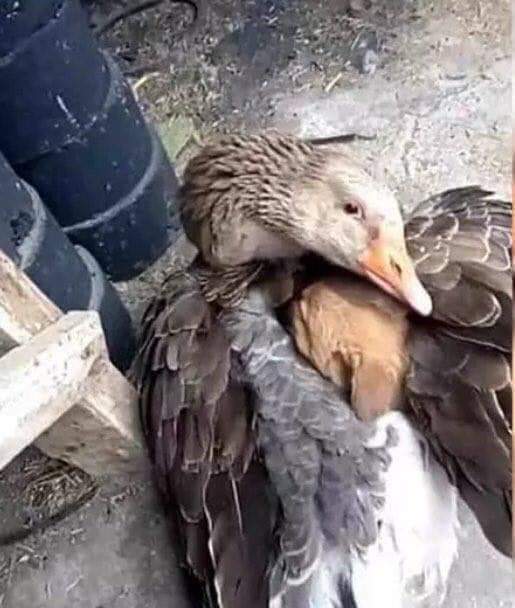 Veraunik's tweet image. J'espère qu'ils vont bien ! 
Un homme trouve un canard collé à un poteau, tremblant de froid (à -21 degré). Quand il approche l’animal, sa surprise était grande. Le canard couvrait sous ses ailes un chiot mourant de froid.
L’espèce humaine a beaucoup à apprendre des autres.