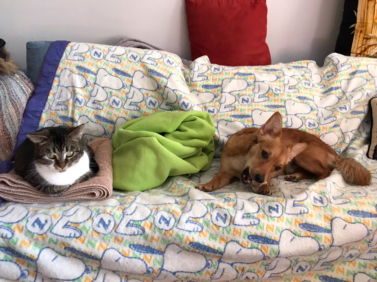 tailsoftucker's tweet photo. Kiwi &amp; I are settling into the new place quite nicely 🐱💙🐶 #tailsoftucker 
#catanddog #bestfriends #fursiblings #dogsofvancouver #canadacatcrew #yvr #newhome #apartmentlife #vancitydogs #northvandogs #yvrcats #NorthVancouver #lowerlonsdale #potd #mylowerlonsdale #meowvswoof https://t.co/f8G21uBmww