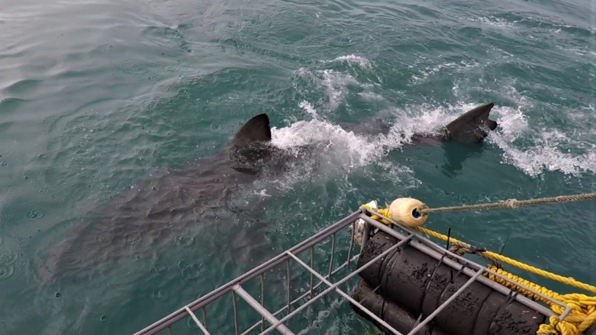 News from the Ocean - mailchi.mp/whitesharkproj…